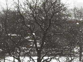 Low angle view of bare trees