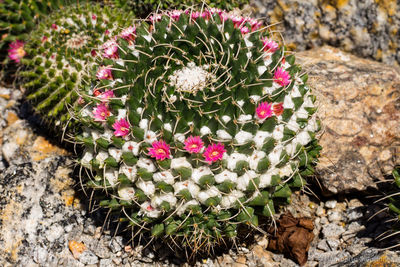 Close-up of pink flowers