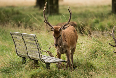 Close-up of deer on grassy field