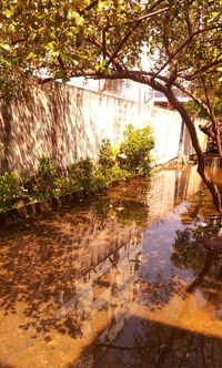 Reflection of trees in water