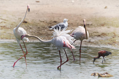 Flamingos in lake on sunny day