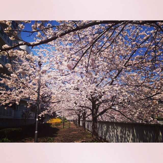 flower, tree, branch, cherry blossom, blossom, freshness, growth, cherry tree, beauty in nature, fragility, nature, springtime, in bloom, sky, blooming, fruit tree, day, season, clear sky, pink color