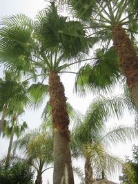 Low angle view of palm tree against sky