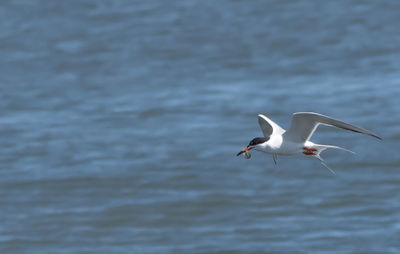 Seagulls flying over sea