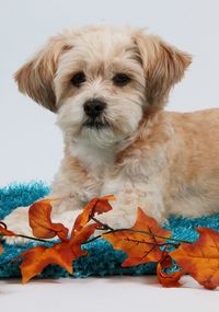 Portrait of puppy sitting on floor