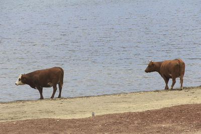 Cows on riverbank