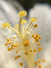 Close-up of yellow flowering plant