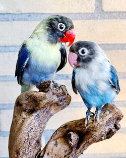 Close-up of lovebirds perching on wood