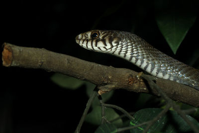 Close-up of lizard on tree