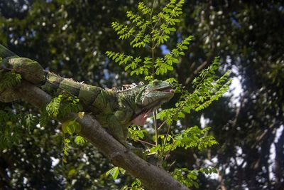 Low angle view of lizard on tree