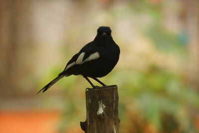 Close-up of bird perching on wooden post