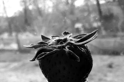 Close-up of banana on field