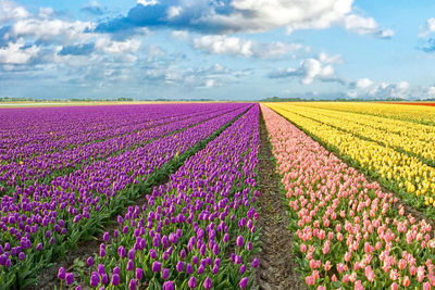 Colorful flowers in field