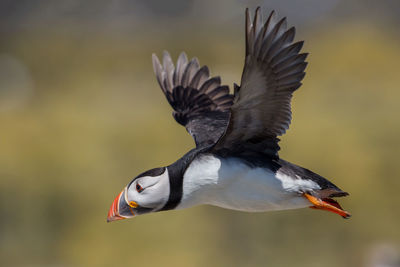 Close-up of puffin flying in mid-air