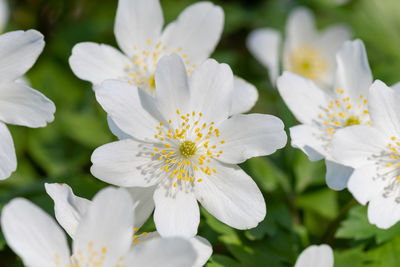 Close up of wood anemone flowers in bloom