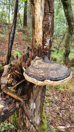 Trees growing in forest