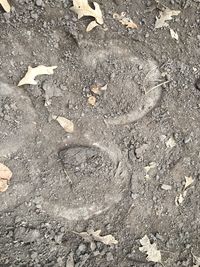 High angle view of lizard on the ground