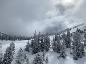 Pine trees on snow covered land against sky