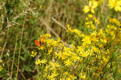 Close-up of butterfly pollinating on yellow flower