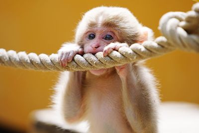 Portrait of monkey holding rope