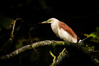 Close-up of bird perching on branch