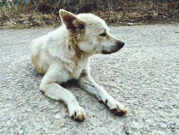 High angle view of a dog looking away