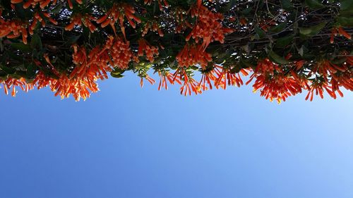 Low angle view of tree against clear sky during autumn