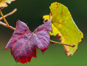 Close-up of dry leaves on plant