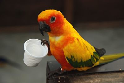 Close-up of parrot