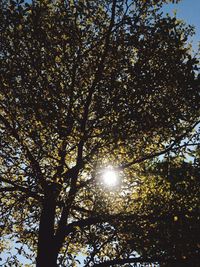 Sun shining through trees