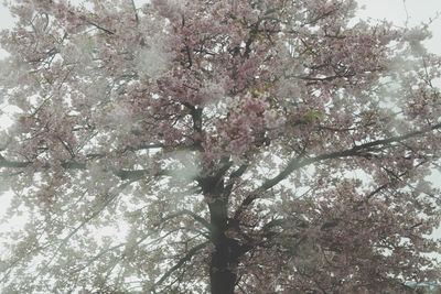 Low angle view of cherry blossom tree