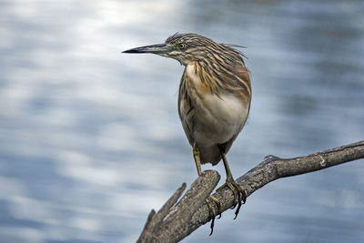 Close-up of bird perching outdoors