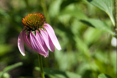 Close-up of eastern purple coneflower blooming outdoors