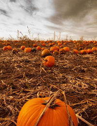 Pumpkins on field against sky during autumn