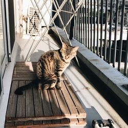 Cat sitting on floor