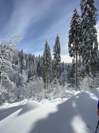 Snow covered land and trees against sky