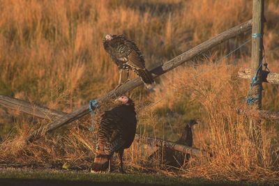 Bird perching on grass