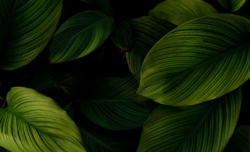 Closeup green leaves of tropical plant in garden. dense dark green leaf with beauty pattern texture