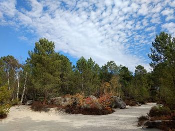 Trees growing in forest against sky