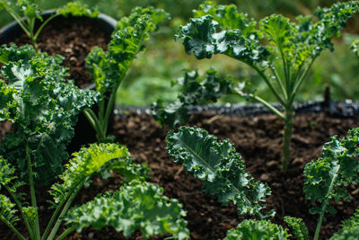 Close-up of fresh green plant in field