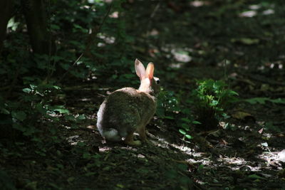 Close-up of rabbit sitting on ground