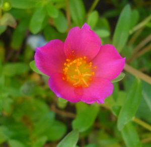 Close-up of pink flower