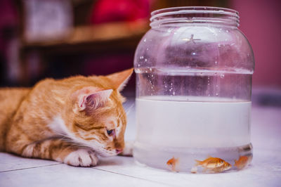 Cat looking at fish in glass jar