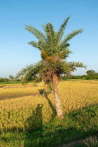 Tree on field against clear sky