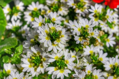 Close-up of white daisy flowers