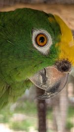 animal themes
