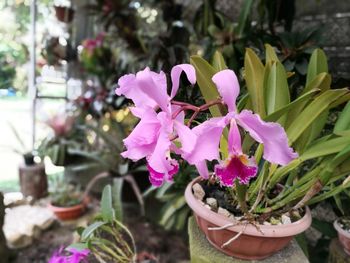 Close-up of pink flowers blooming on potted plant