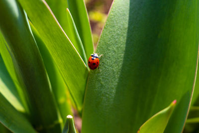 Close-up of ladybug on leaf