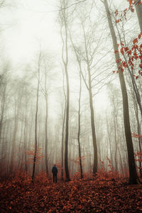 Man in forest