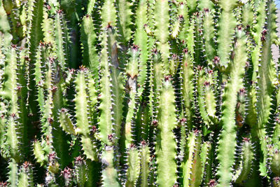 Full frame shot of succulent plants